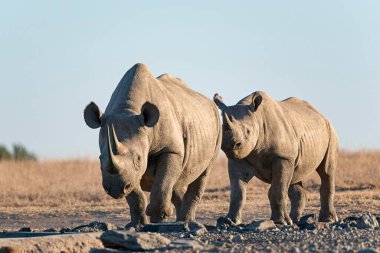 Black rhinoceros or hook-lipped rhinoceros (Diceros bicornis), Ol Pejeta Reserve, Kenya, Africa clipart