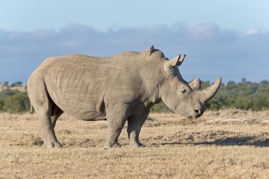 White Rhinoceros (Ceratotherium simum), Ol Pejeta Reserve, Kenya, Africa clipart