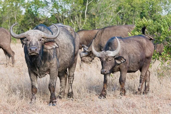 Cape Buffalos Syncerus Caffer Pejeta Reserve Kenya Africa — 스톡 사진