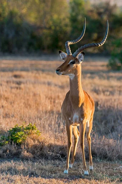 Impala Aepyceros Melampus Vigilante Reserva Pejeta Quénia África — Fotografia de Stock