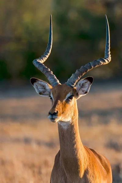 Impala Aepyceros Melampus 肖像画 ペジェタ保護区 ケニア アフリカ — ストック写真