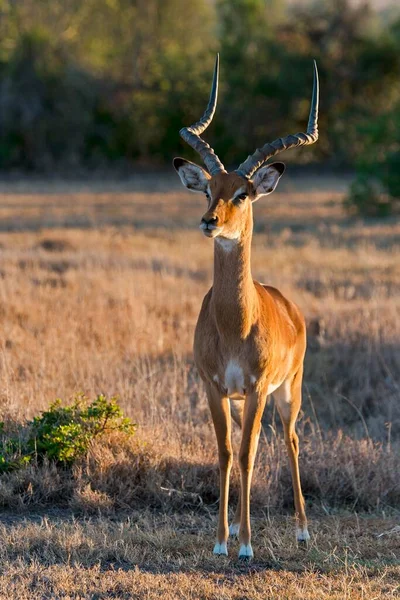 Impala Aepyceros Melampus Vigile Riserva Pejeta Kenya Africa — Foto Stock
