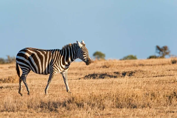 Równiny Zebra Equus Quagga Rezerwat Pejeta Kenia Afryka — Zdjęcie stockowe