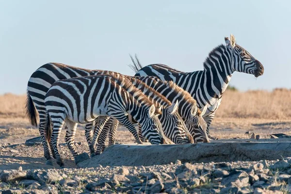 Зебра Equus Quagga Пьет Искусственной Водопое Заповедник Pejeta Кения Африка — стоковое фото