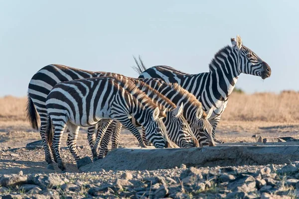 プレインズ ゼブラ Equus Quagga アフリカ ケニアのオル ペジェタ保護区人工的な水飲み場で飲む — ストック写真