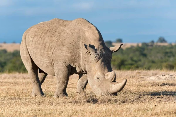 Rhinoceros Brancos Ceratotherium Simum Comendo Grama Seca Pejeta Reserve Quênia — Fotografia de Stock