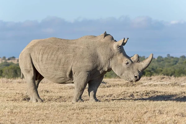 Rhinoceros Biały Ceratotherium Simum Pejeta Reserve Kenia Afryka — Zdjęcie stockowe