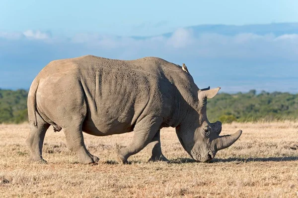 Biały Nosorożec Ceratotherium Simum Jedzący Suchą Trawę Rezerwat Pejeta Kenia — Zdjęcie stockowe