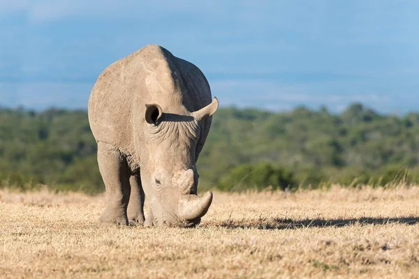 Rhinocéros Blanc Ceratotherium Simum Mangeant Herbe Sèche Réserve Pejeta Kenya — Photo