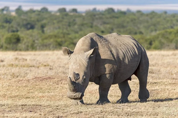 White Rhinoceros Ceratotherium Simum Pejeta Reserve Kenya Africa — Stock Photo, Image