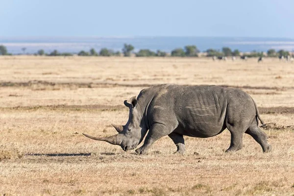 Black Rhinoceros Diceros Bicornis Pejeta Reserve Kenya Africa — Stock Photo, Image