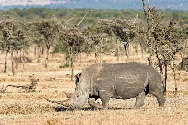Rhinocéros Noir Diceros Bicornis Réserve Pejeta Kenya Afrique — Photo