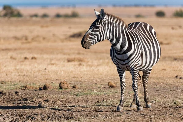 Plains Zebra Equus Quagga Έγκυος Φοράδα Pejeta Reserve Κένυα Αφρική — Φωτογραφία Αρχείου