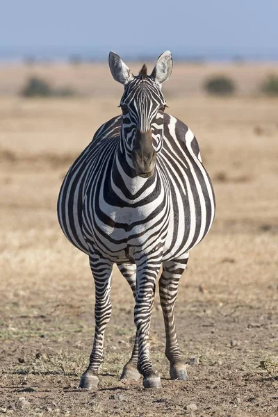 Równina Zebra Equus Quagga Klacz Ciężarna Pejeta Reserve Kenia Afryka — Zdjęcie stockowe