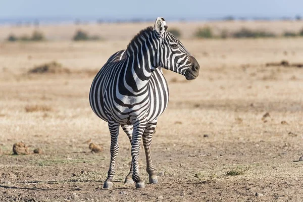 Równina Zebra Equus Quagga Klacz Ciężarna Pejeta Reserve Kenia Afryka — Zdjęcie stockowe