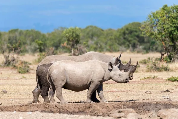 Rinocerontes Negros Diceros Bicornis Depois Banho Lama Reserva Pejeta Quénia — Fotografia de Stock