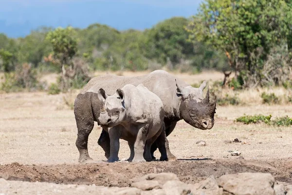Rinocerontes Negros Diceros Bicornis Depois Banho Lama Reserva Pejeta Quénia — Fotografia de Stock