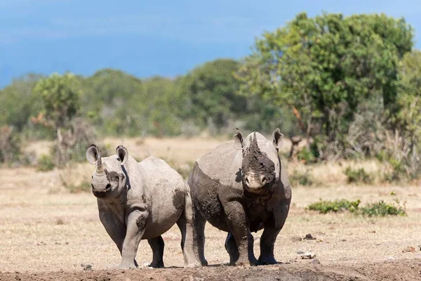 Rinocerontes Negros Diceros Bicornis Depois Banho Lama Reserva Pejeta Quénia — Fotografia de Stock