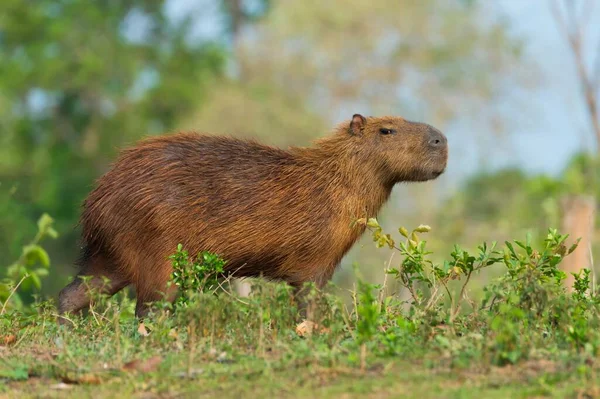 Capybara Hydrochaeris Hydrochaeris Pantanal Mato Grosso Brazil South America — стоковое фото