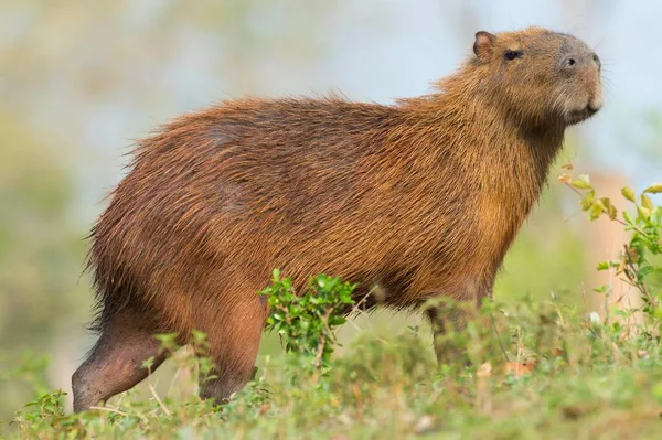 Capybara Hydrochaeris Hydrochaeris Pantanal Mato Grosso Brazil South America — стоковое фото