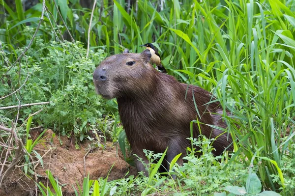 Capybara Hydrochaeris Hydrochaeris Black Capius Donacobius Donacobius Hydrochaeris Capilla Back — стоковое фото