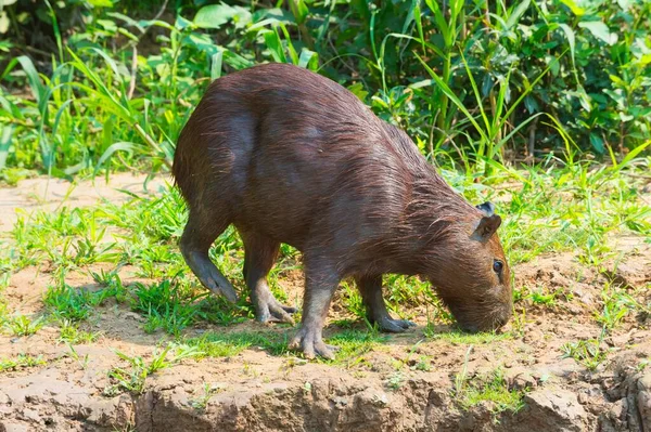 Capibara Hydrochaeris Hydrochaeris Pantanal Mato Grosso Brasile Sud America — Foto Stock