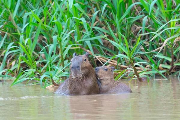 Capybaras Hydrochaeris Hydrochaeris Vuxen Kvinna Med Ung Vattnet Pantanal Mato — Stockfoto