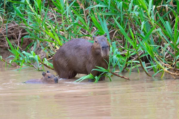 Capibara Hydrochaeris Hydrochaeris Femmina Adulta Con Piccolo Acqua Pantanal Mato — Foto Stock