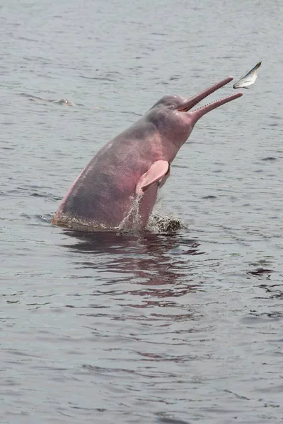 Delfín Del Río Amazonas Boto Delfín Amazónico Rosa Inia Geoffrensis — Foto de Stock
