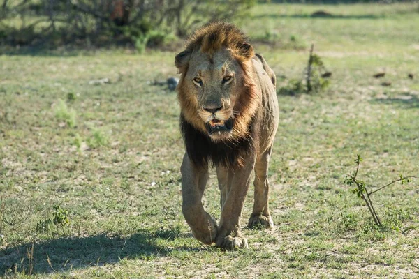 Lev Panthera Leo Chůze Přední Muž Mala Mala Game Reserve — Stock fotografie