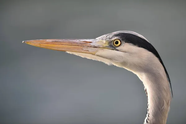 Héron Gris Ardea Cinerea Portrait Bade Wrttemberg Allemagne Europe — Photo