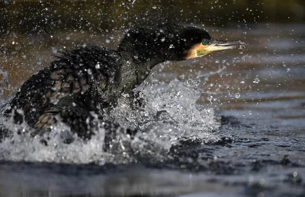 Kormoran Phalacrocorax Carbo Wasser Baden Württemberg Deutschland Europa — Stockfoto