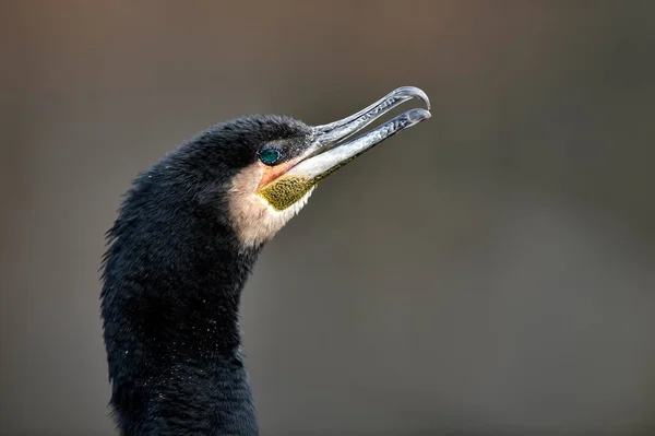 Grote Aalscholver Phalacrocorax Carbo Portret Baden Wrttemberg Duitsland Europa — Stockfoto