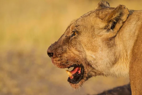 Λιοντάρι Panthera Leo Θηλυκό Αίμα Στο Ρύγχος Μετά Σίτιση Savuti — Φωτογραφία Αρχείου