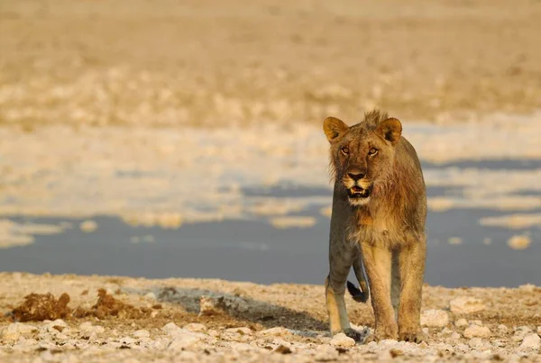 Lew Panthera Leo Młody Mężczyzna Przy Wodopoju Krwią Grzywie Pożywienia — Zdjęcie stockowe