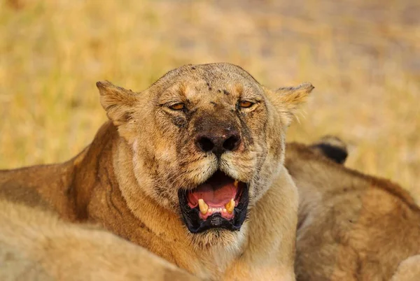 Λιοντάρι Panthera Leo Μεγαλύτερο Θηλυκό Savuti Chobe National Park Μποτσουάνα — Φωτογραφία Αρχείου