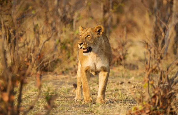 Aslan Panthera Leo Dişi Savuti Chobe Ulusal Parkı Botswana Afrika — Stok fotoğraf