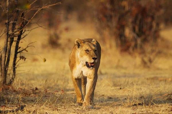 Lev Panthera Leo Samice Kráčející Otevřenému Prostranství Savuti Národní Park — Stock fotografie