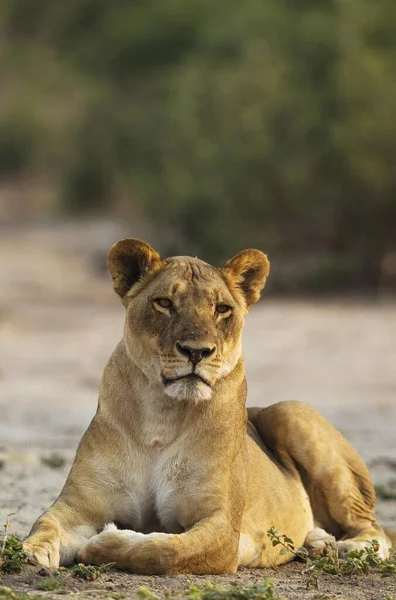 Leone Panthera Leo Femmina Che Riposa Parco Nazionale Del Coro — Foto Stock