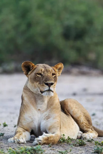 Lew Panthera Leo Odpoczywająca Samica Park Narodowy Chobe Botswana Afryka — Zdjęcie stockowe