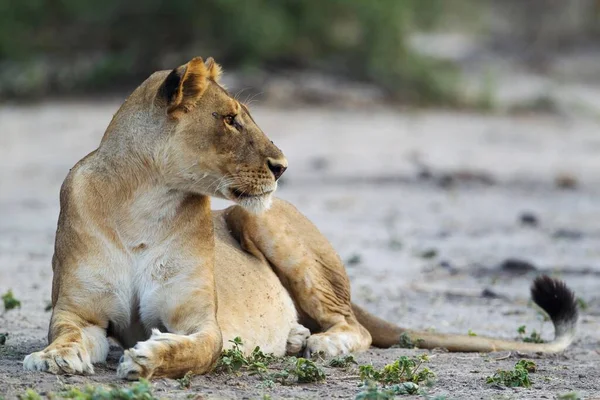 ライオン Panthera Leo 安静時の女性 長谷川国立公園 ボツワナ アフリカ — ストック写真