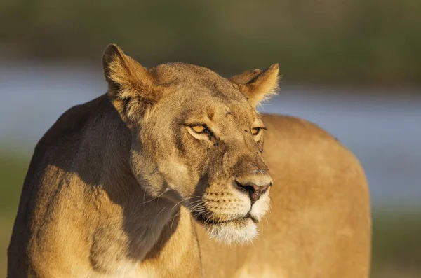 Leão Panthera Leo Fêmea Luz Noite Chobe National Park Botsuana — Fotografia de Stock