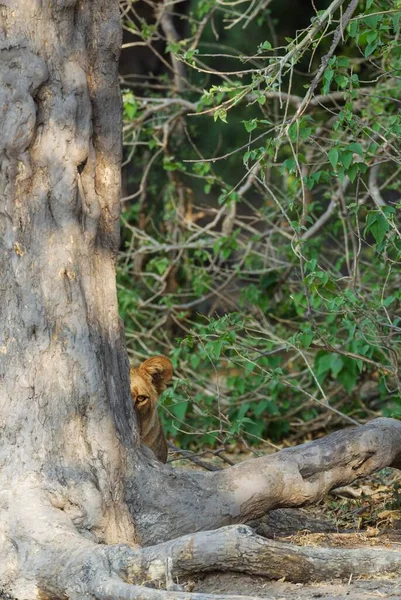 Leão Panthera Leo Fêmea Sob Sombra Árvore Observando Arredores Chobe — Fotografia de Stock