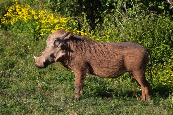 Vanlig Vårtsvin Phacochoerus Africanus Hane Addo Elephant National Park Östra — Stockfoto