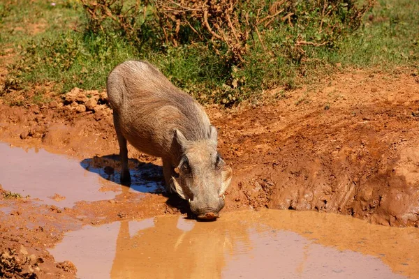 Common Warthog Phacochoerus Africanus Drinking Muddy Waterhole Addo Elephant National — Stock Photo, Image