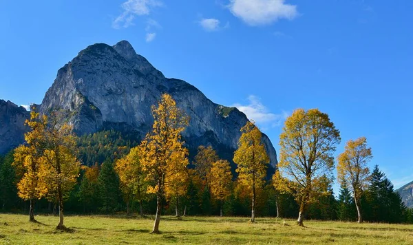 Herbstfarbene Platanen Acer Pseudoplatanus Hinterriss Tirol Österreich Europa — Stockfoto