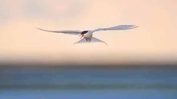 Sterne Arctique Sarctic Terna Paradisaea Survolant Mer Soirée Hfn Région — Photo