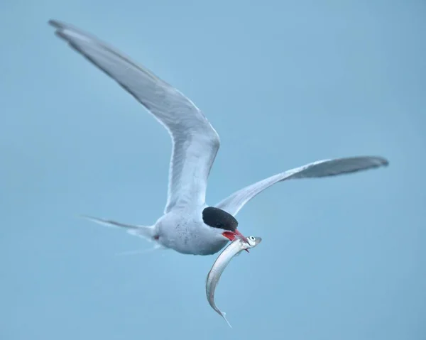 Arctic Arctic Tern Sarctic Terna Paradisaea Vuelo Con Peces Pico — Foto de Stock