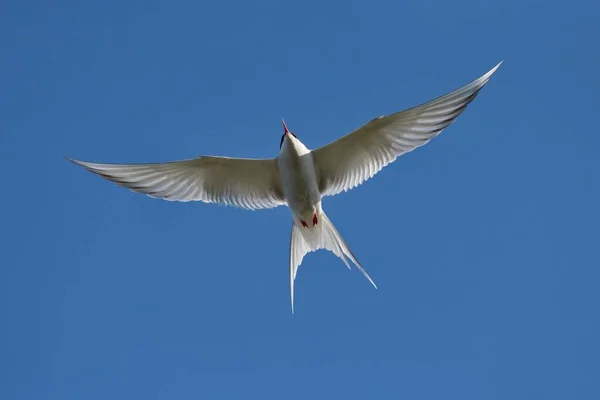 Arktische Seeschwalbe Sarctic Terna Paradisaea Flug Vik Südliche Region Island — Stockfoto