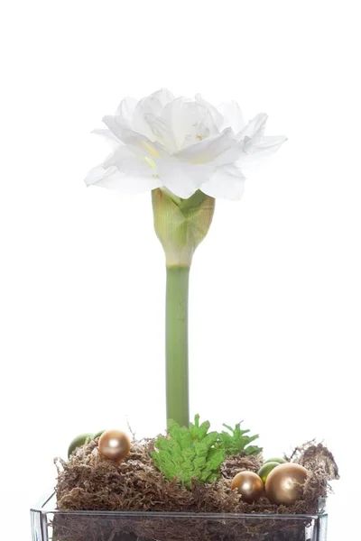 Amaryllis Hippeastrum White Flowers — Stock Photo, Image